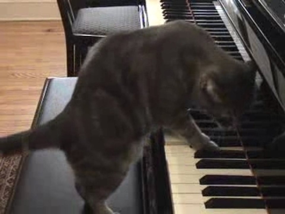 Nora, le chat pianiste