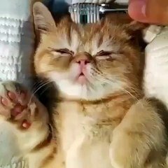 Cute Cat Playing Lovely Video