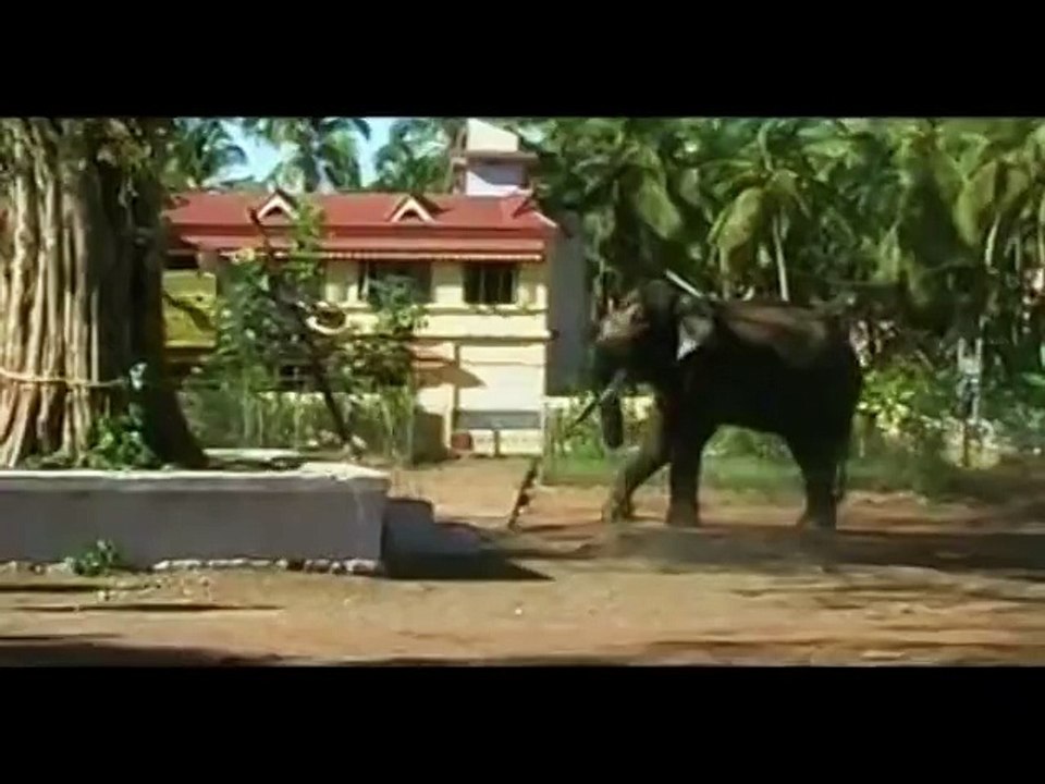Elephant breaking truck