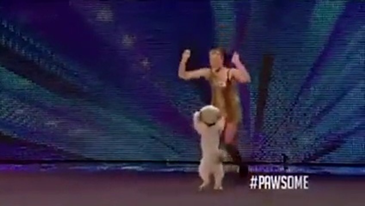 Mind Blowing Dog