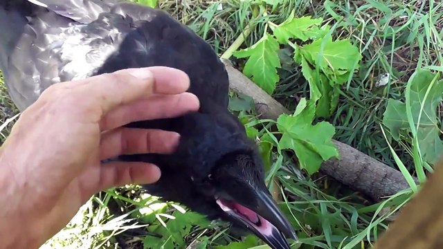 Ручной ворон. Чёрный ворон дружит с человеком
