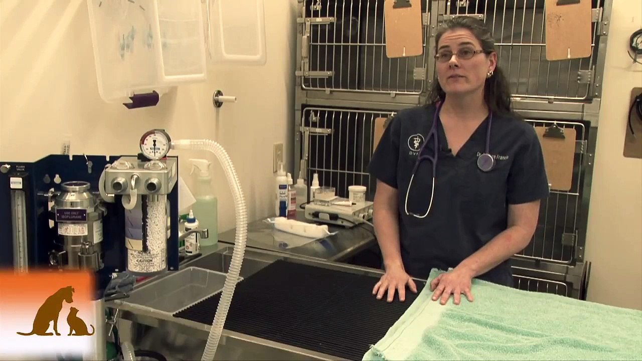 BloomingPAWS Vet Clinic Focus on Laser Surgery