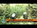 Marijuana shqiptare në Europë - Top Channel Albania - News - Lajme