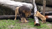 Lion cubs meet dad