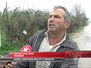 Borë në Korçë, rrezikohen pemët frutore - News, Lajme - Vizion Plus