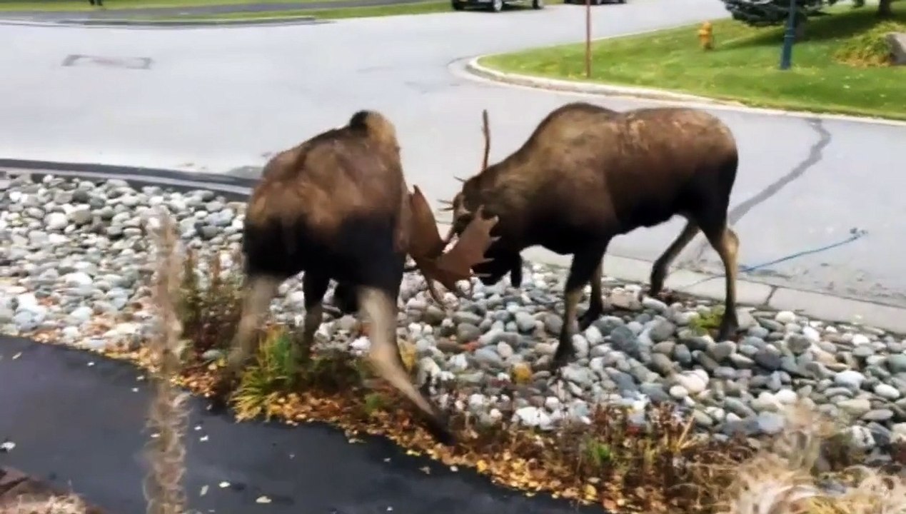 No Alasca, confronto alce na rua