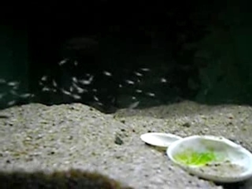 Bébés Neolamprologus brichardi