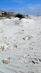 Antonio Velardo - Ghost Crabs in Italy