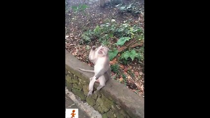 Funny Monkey Acts Caught On Camera