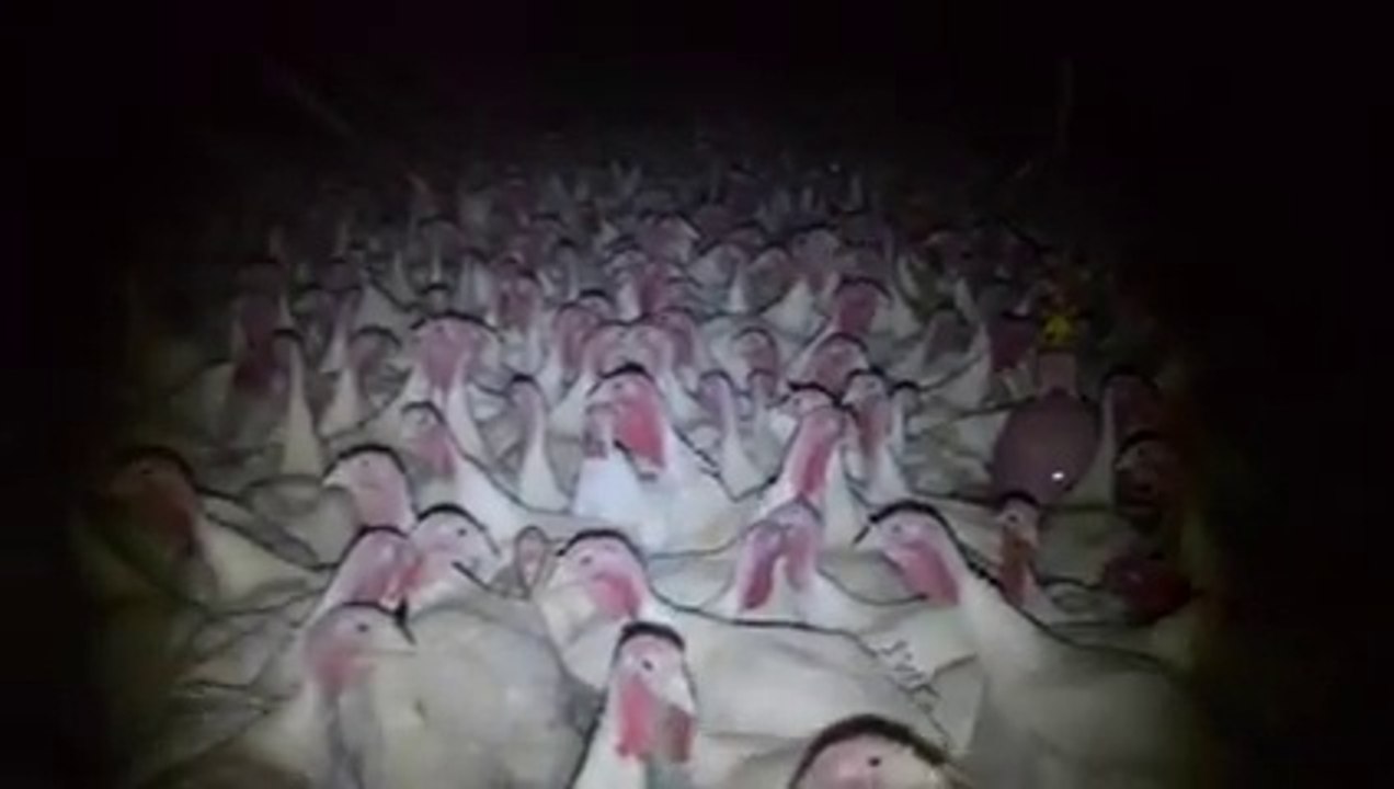 Murghi K sath Faram Main kia hota hai video dekhain