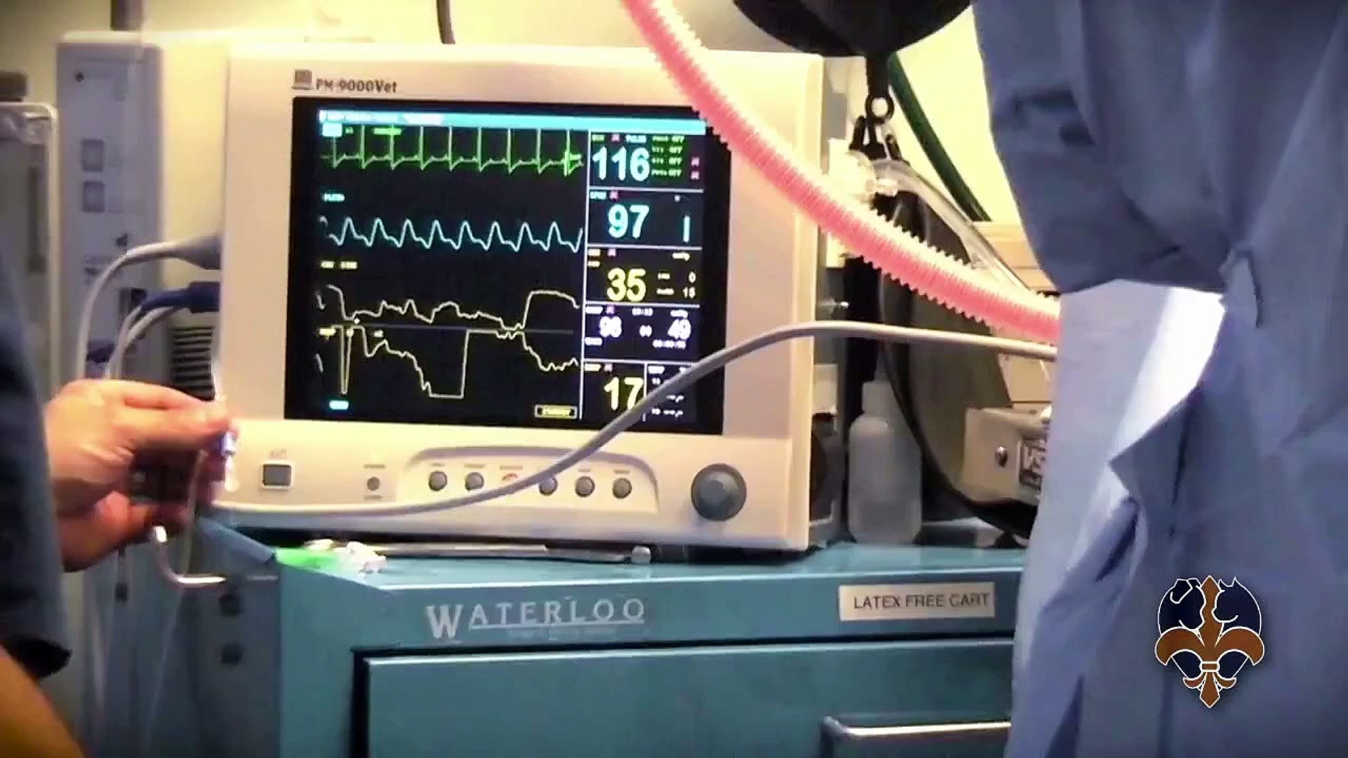 ⁣Popular Veterinary surgery & Surgery videos