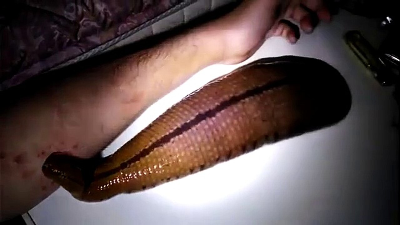 Une sangsue comme animal de compagnie pour ce Japonais - vidéo Dailymotion