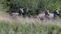 lion injured badly with zebra kick