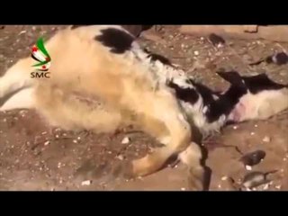 ARMET KIMIKE SIRIA KA DOREZUAR ME SHUME SE 86 % TE REZERVAVE TE SAJ LAJM