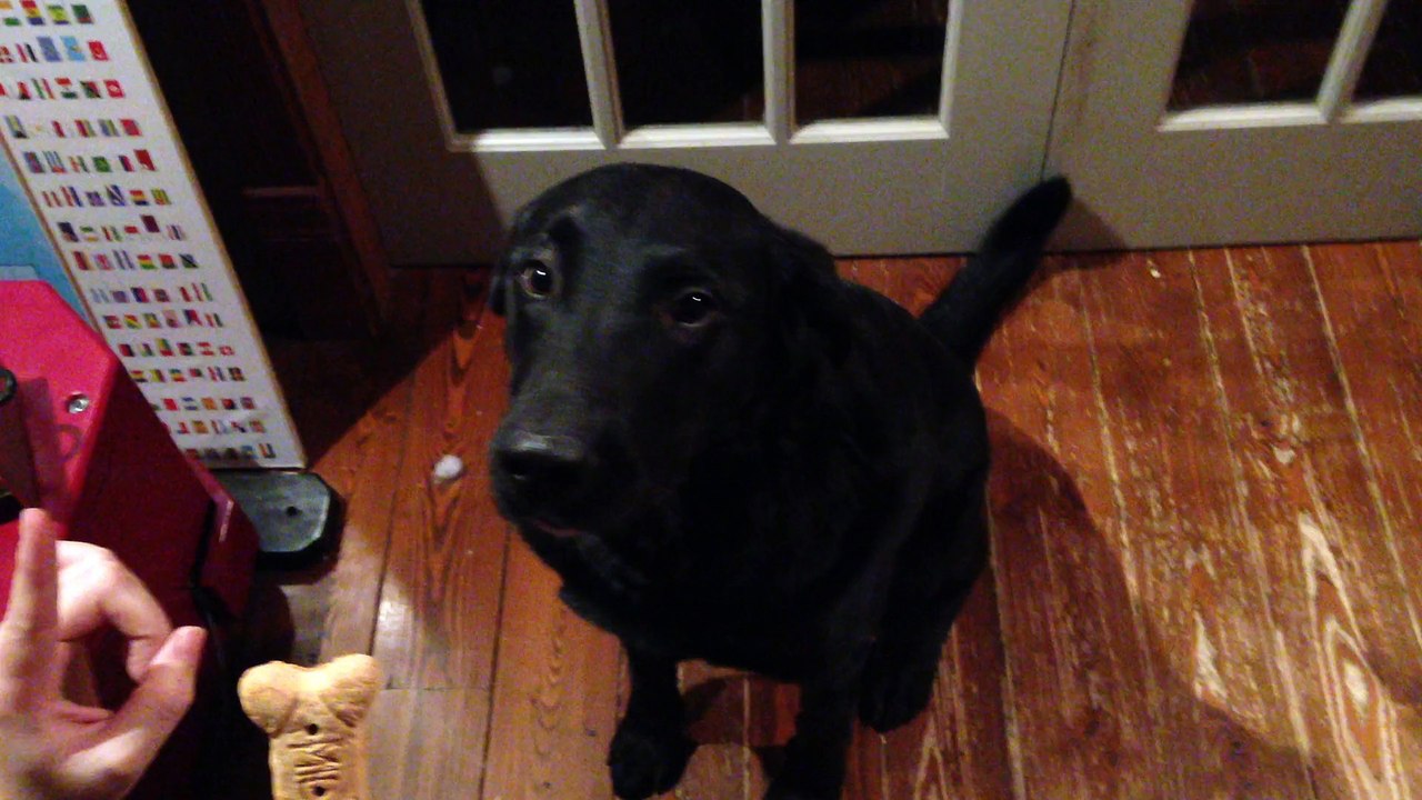 Funny dog - Epic Self-Control