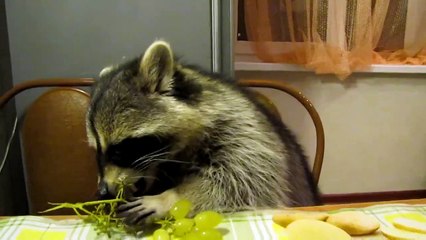 С каким удовольствием он чавкает)))