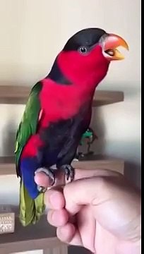 Попугай пародирует телефонный звонок)))