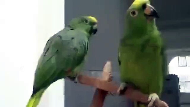 Пьяный дуэт попугаев