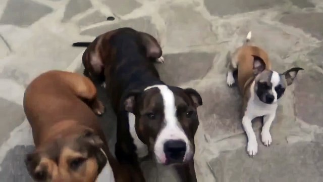 Собаки учатся ждать_) (1)