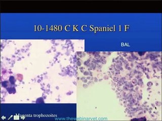 How to Interpret a Chest X-Ray (Lesson 2 - A Systematic Method and Anatomy)
