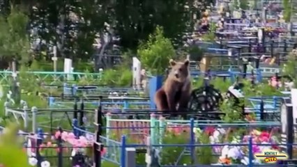 WTF Compilation -- August 2014 -- MonthlyFails