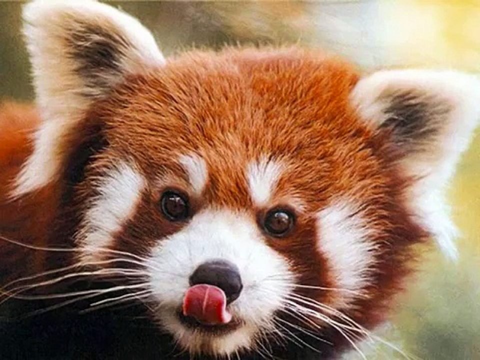 100 Most Weirdest and Rarest Animals in the World Real Pictures (Not Photoshopped)