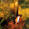 Fish vine videos and best funny fish vines