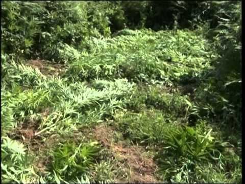 STRATEGJIA E RE PER DROGEN MINISTRI TAHIRI U PREZANTON PLANIN AMBASADOREVE TE HUAJ LAJM