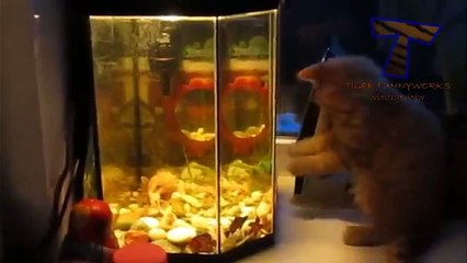 Funny cats vs fish tanks - Cute cat compilation