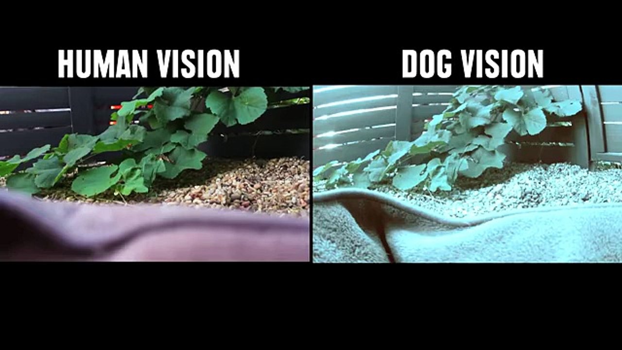 How Animals See The World - YouTube