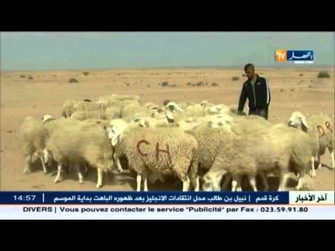وزير الفلاحة : تطوير المستثمرات هو الحل الأنجع للنهوض بالإقتصاد الوطني