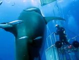 Diver near Great White Shark without cage