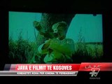 Java e filmit të Kosovës - News, Lajme - Vizion Plus