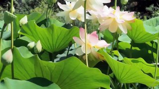 Hermosa Flor De Loto | Flor de loto con musica de relax
