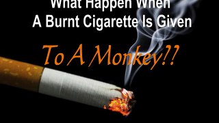 Monkey somking cigarette funny video 2015