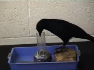 Corbeau se fabriquant des outils