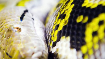 Giant Snake Caught in Red Sea