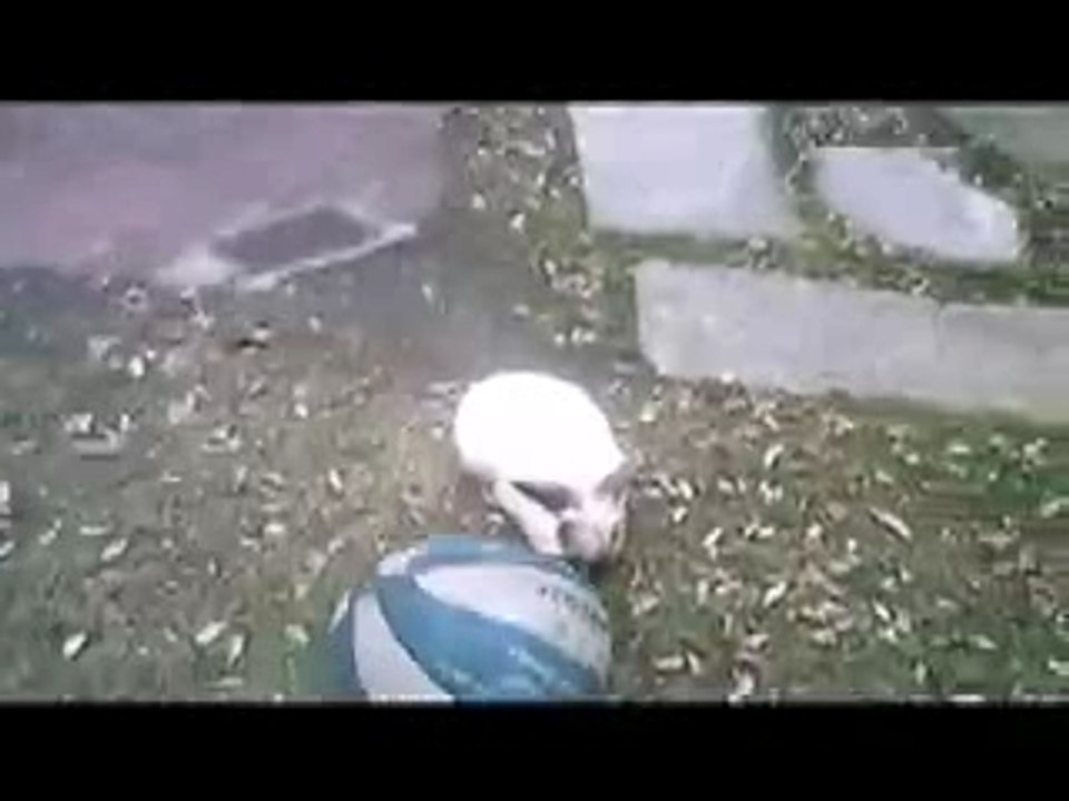 Fifi un lapin pas comme les autres