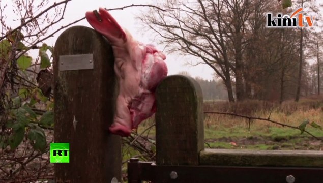 Refugees met with pig heads in Dutch camp