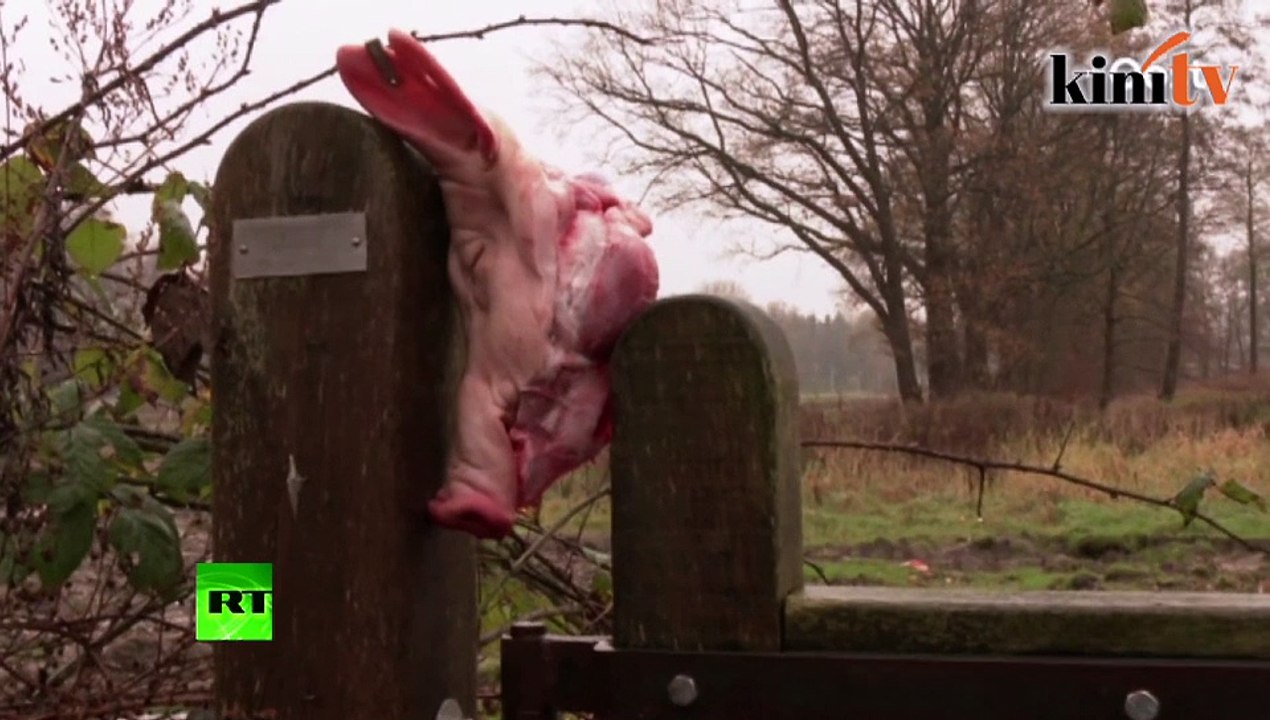 Refugees met with pig heads in Dutch camp