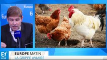 Grippe aviaire : quels sont les risques ?