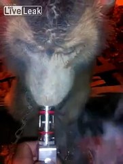LiveLeak.com - When Monkey meet Vapor E-Cigaratte