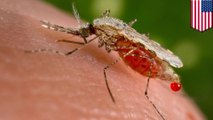 Scientists create malaria-resistant rmutant mosquitoes