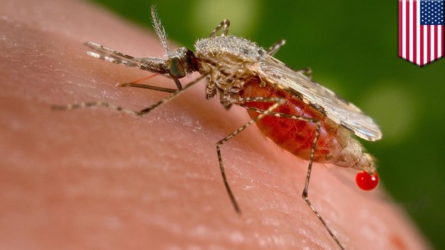 Scientists create malaria-resistant mutant mosquitoes
