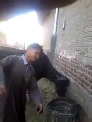 the man who make cow crazy الرجل الذى جعل البقرة مجنونة