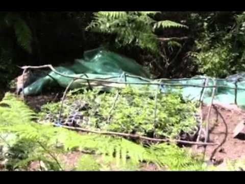 ASGJESOHET KANABIS AKSIONI NE LEZHE NDERSA NE KURVELESH KUNDERSHTOHET POLICIA LAJM