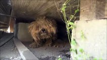 This Dog Was Left Alone, After His Owner Died, Forgotten For A Year . When They Found Him I Teared Up.