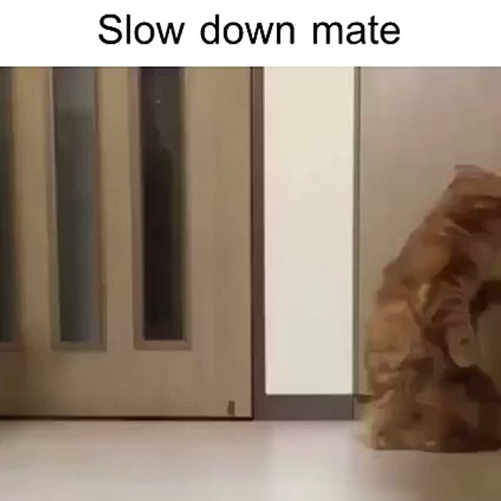 funny cats