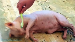 Funny Sphynx Cats - Funny Sphynx Compilation 2015
