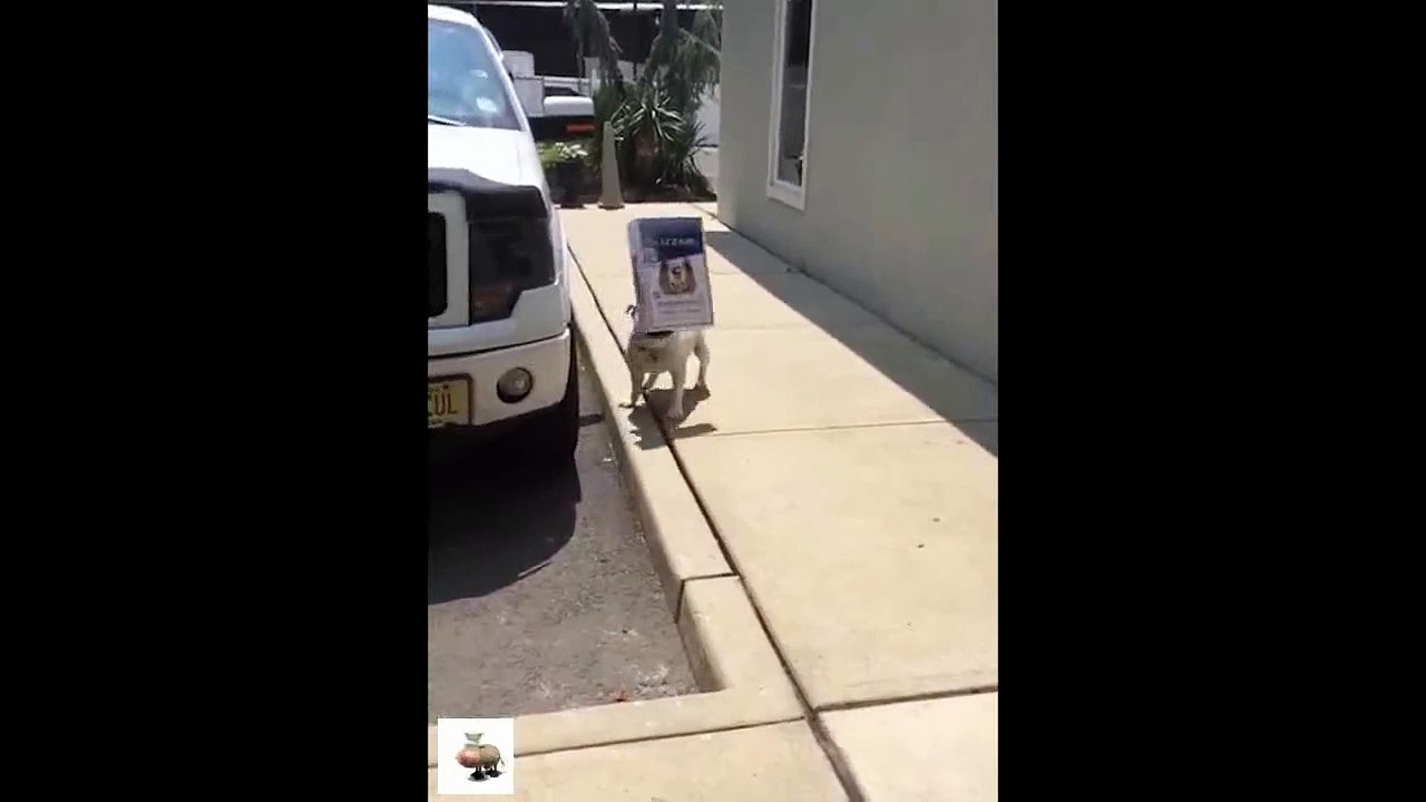 Cute Dog Stuck His Face In box LOL